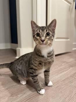 Rescue Tabby Cats for Adoption in Snyder, Texas - Piper | PetCurious