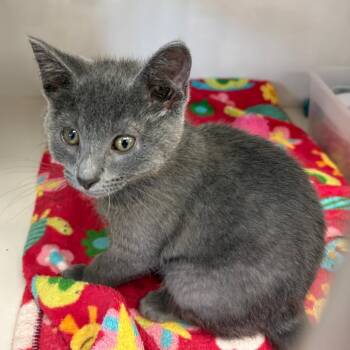 Paddock -  Domestic Short Hair Cat for Adoption in Monroe, Michigan - Paddock | PetCurious