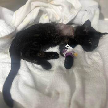 Kringle -  Domestic Short Hair Cat for Adoption in Hinesville, Georgia - Kringle | PetCurious