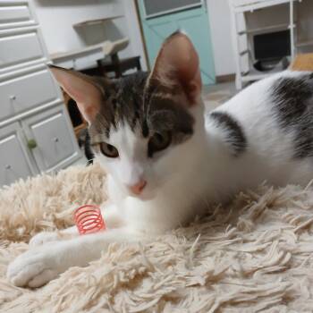 Domestic Short Hair Cats Available for Adoption - Niblett | PetCurious