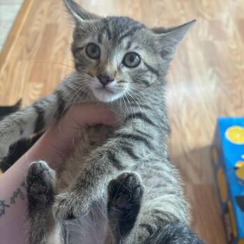 Kitten 2 -  Domestic Short Hair Cat for Adoption in Rochester, Minnesota - Kitten 2 | PetCurious