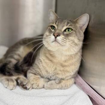 Sonny -  Domestic Short Hair Cat for Adoption in Atlanta, Georgia - Sonny | PetCurious
