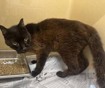 Balerion -  Domestic Short Hair Cat for Adoption in Converse, Texas - Balerion | PetCurious