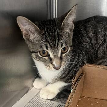 Domestic Short Hair Cats Available for Adoption - Lucero | PetCurious