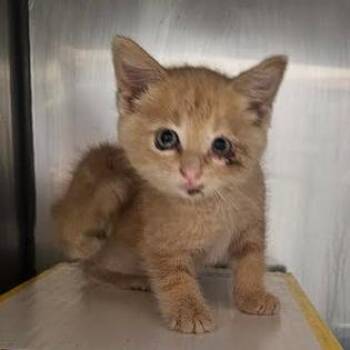 Strawberry -  Domestic Short Hair Cat for Adoption in Starkville, Mississippi - Strawberry | PetCurious