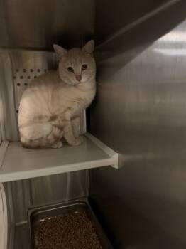 Rescue Domestic Short Hair Cats for Adoption in Casper, Wyoming - NYX | PetCurious