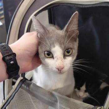 WARNER -  Domestic Short Hair Cat for Adoption - WARNER | PetCurious