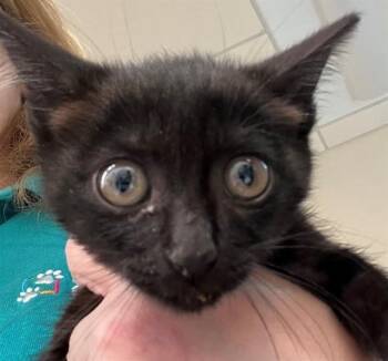 Domestic Short Hair Cats Available for Adoption in Houston, Texas - A656525 | PetCurious