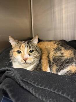 Squeaks (sunshine) -  Domestic Short Hair Cat for Adoption in Duluth, Minnesota - Squeaks (sunshine) | PetCurious