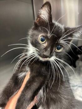 Canoe -  Domestic Short Hair Cat for Adoption in Bloomington, Indiana - Canoe | PetCurious