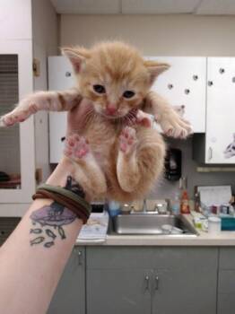 Domestic Short Hair Cats Available for Adoption in Palm Coast, Florida - Shoto | PetCurious
