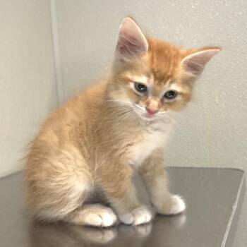 IVHS-Stray-143953 -  Domestic Medium Hair Cat for Adoption in San Gabriel, California - IVHS-Stray-143953 | PetCurious