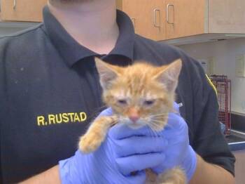 TIGER LILY -  Domestic Short Hair Cat for Adoption in Sacramento, California - TIGER LILY | PetCurious
