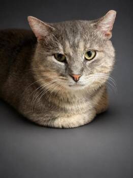Hunk O Luv  (FIV+) -  Domestic Short Hair Cat for Adoption in Bowling Green, Kentucky - Hunk O Luv  (FIV+) | PetCurious