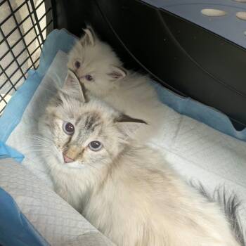 Fridge & Ice Cube -  Siamese Cat for Adoption in New Berlin, Wisconsin - Fridge & Ice Cube | PetCurious