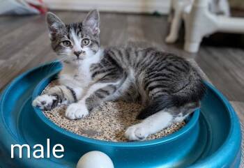 Bilby -  Domestic Short Hair Cat for Adoption in Colorado Springs, Colorado - Bilby | PetCurious