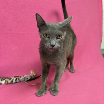 Violet -  Domestic Short Hair Cat for Adoption in Buffalo, Minnesota - Violet | PetCurious
