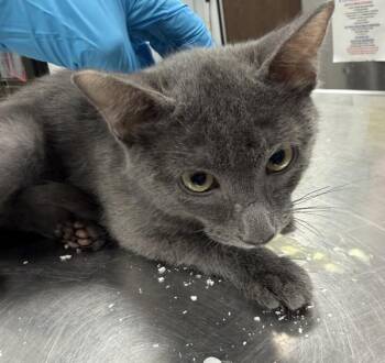 Smokey -  Domestic Short Hair Cat for Adoption in Lafayette, Louisiana - Smokey | PetCurious
