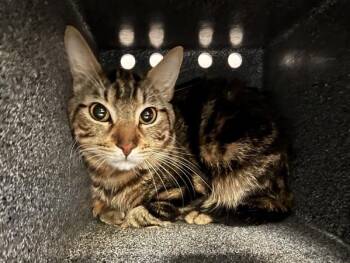 Domestic Short Hair Cats Available for Adoption in New York, New York - Smokey | PetCurious