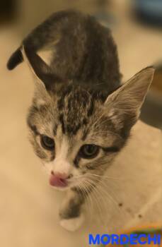 Mordechi -  Domestic Short Hair Cat for Adoption in Buhl, Idaho - Mordechi | PetCurious