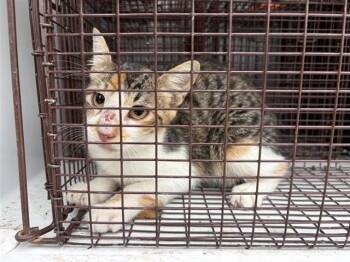A661364 -  Domestic Short Hair Cat for Adoption in Houston, Texas - A661364 | PetCurious