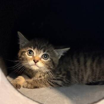 Tabby and Domestic Short Hair Cats Available for Adoption in Friendswood, Texas - Sam Silly And Sassy | PetCurious