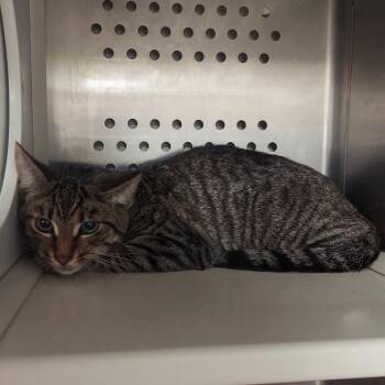 Joker -  Domestic Short Hair Cat for Adoption in Ashtabula, Ohio - Joker | PetCurious