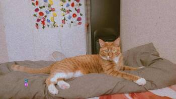 Rescue Domestic Short Hair and Maine Coon Cats for Adoption in Toronto, Ontario - Max | PetCurious