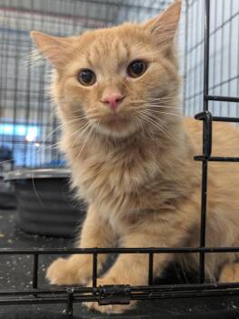 Domestic Long Hair Cats Available for Adoption in Somerset, Pennsylvania - Toulouse | PetCurious