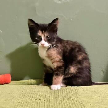 Imaginary Friend -  Domestic Short Hair and Calico Cat for Adoption in Grand Rapids, Michigan - Imaginary Friend | PetCurious