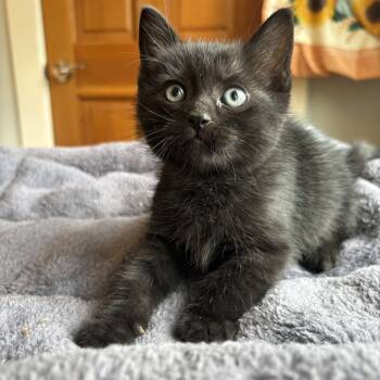 Domestic Short Hair Cats Available for Adoption in Bryan, Texas - GymShark | PetCurious