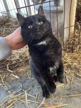 Ballard 1 -  Domestic Short Hair Cat for Adoption in Cromwell, Kentucky - Ballard 1 | PetCurious