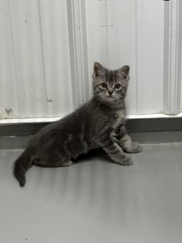 Starlight -  American Shorthair Cat Available for Adoption in Big Rapids, Michigan - Starlight | PetCurious