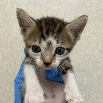 Magnolia -  Domestic Short Hair Cat for Adoption in San Antonio, Texas - Magnolia | PetCurious