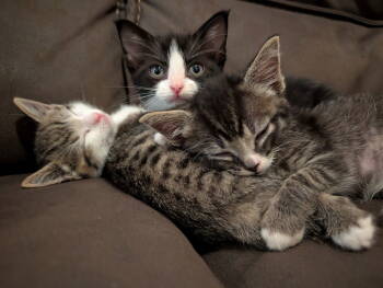 Rescue Domestic Short Hair Cats for Adoption in Tacoma, Washington - Bianca | PetCurious