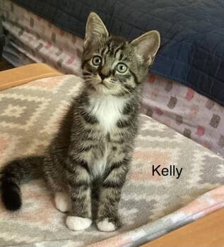 Domestic Short Hair Cats Available for Adoption in Louisa, Virginia - Kelly | PetCurious