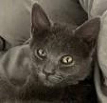 Shamba -  Domestic Short Hair Cat for Adoption in Verona, Wisconsin - Shamba | PetCurious