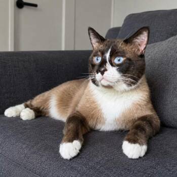 Murphy -  Burmese Cat Available for Adoption in Gilbert, Arizona - Murphy | PetCurious