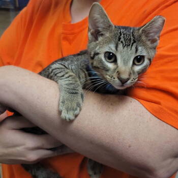 Rescue Domestic Short Hair Cats for Adoption in Akron, Ohio - Ollie | PetCurious