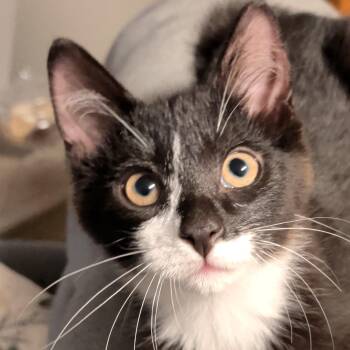 Mica -  Domestic Short Hair Cat for Adoption in Washington, Pennsylvania - Mica | PetCurious