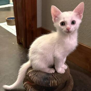 Mater Purcell (as in Tow Mater) -  Domestic Short Hair Cat for Adoption in Morrison, Colorado - Mater Purcell (as In Tow Mater) | PetCurious