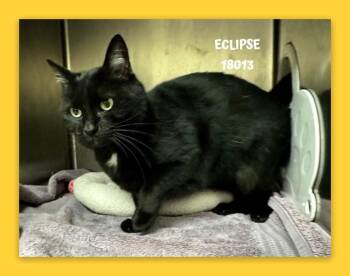 Domestic Short Hair Cats Available for Adoption - ECLIPSE | PetCurious