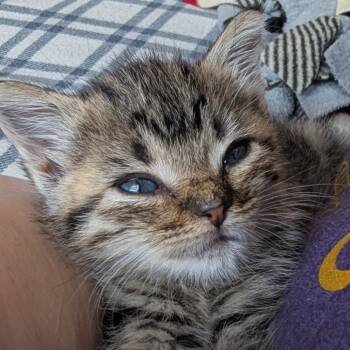 Rescue Domestic Short Hair Cats for Adoption in Toledo, Ohio - Jelly Bean | PetCurious