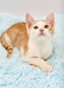 Muff -  Domestic Short Hair Cat for Adoption in Covington, Louisiana - Muff | PetCurious
