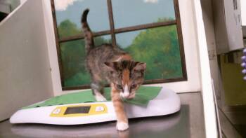 EDITH -  Domestic Short Hair Cat for Adoption in Houston, Texas - EDITH | PetCurious