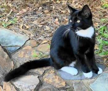 Rescue Tuxedo Cats for Adoption in Frankston, Texas - A-Boots | PetCurious