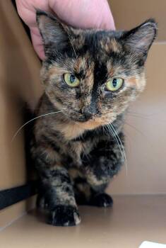 Domestic Short Hair Cats Available for Adoption - Gaia | PetCurious