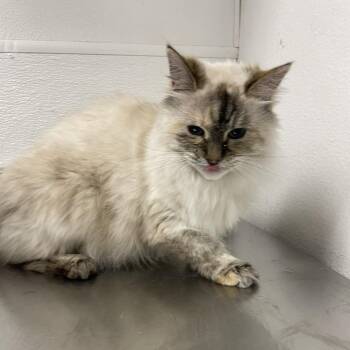 Elsa 54517 -  Domestic Long Hair Cat for Adoption in Las Vegas, Nevada - Elsa 54517 | PetCurious