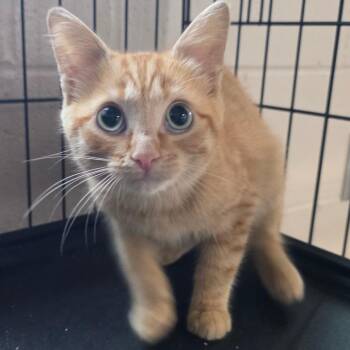 Ferretpaw -  Domestic Short Hair Cat for Adoption in Chatham, Virginia - Ferretpaw | PetCurious