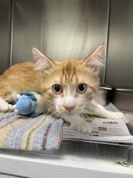 Rescue Domestic Short Hair Cats for Adoption in Covington, Virginia - Chandler | PetCurious